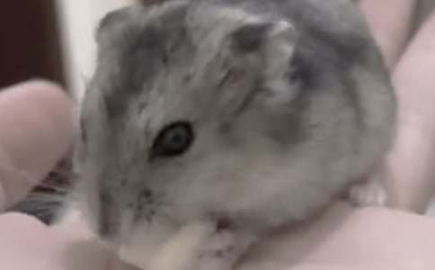 有关仓鼠观察日记范文集合七篇