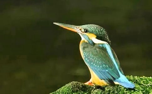 翠鸟语文教案