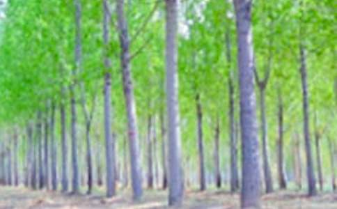 ����İ���������