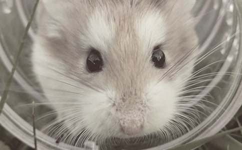 ��ѡС����������Ľ�����ƪ