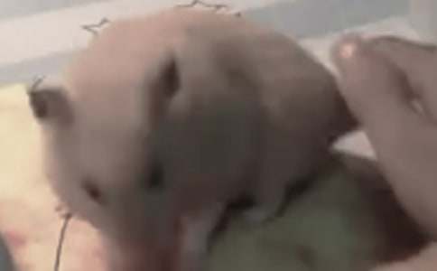 ��ѡС����������Ļ���10ƪ