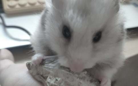 �й�С�����������5ƪ