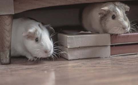 ��ѡ��������600��3ƪ