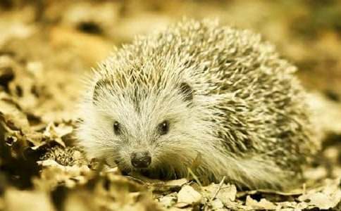 С������꼶���ĺϼ�ʮƪ