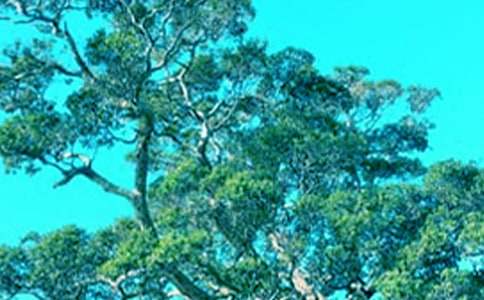 大树与小草作文1000字