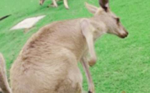 ���������Ϸ�����˵��̰�