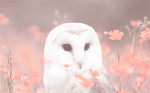 ʲô�Ƕ�ֲ����������