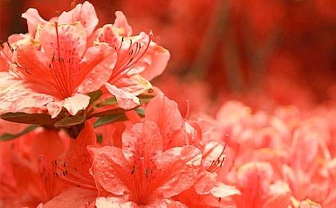 �ž黨����10ƪ���ȣ�