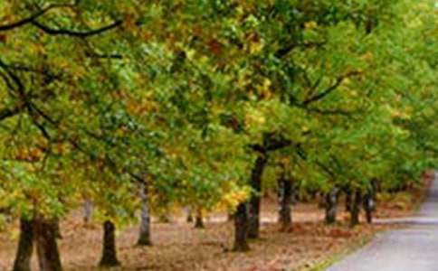 【必备】五年级风景作文集合7篇