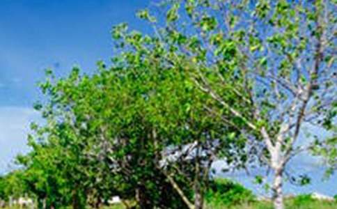 美丽的风景作文300字