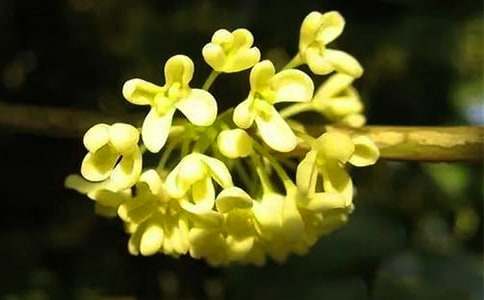 ���¹��������Сѧ���꼶