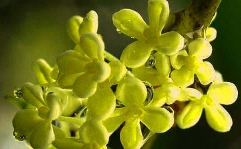 ����ѡ���𻨵����Ļ���ƪ