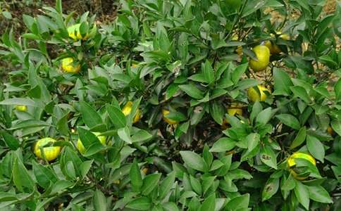 ��԰��������300�֣���ѡ100ƪ��