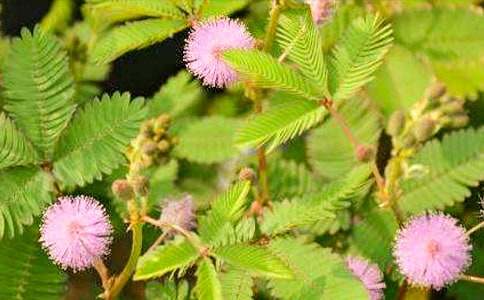 ���ں��߲ݶ��꼶���ĺϼ�7ƪ