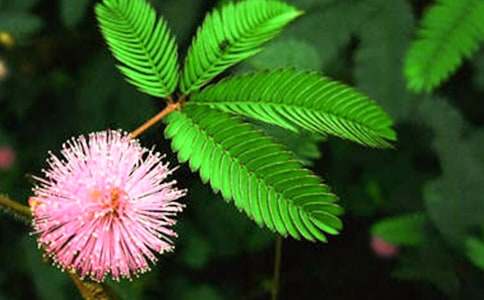 ����Ʒ�����߲�Сѧ����3ƪ