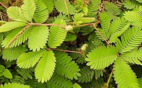 ���߲ݶ��꼶���Ľ���ʮƪ