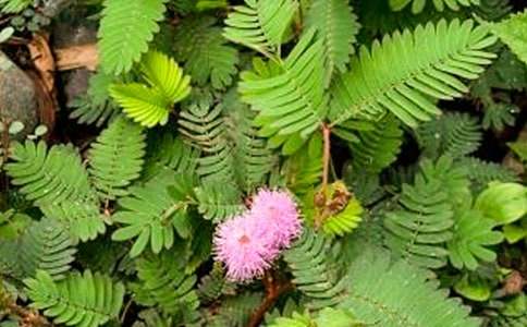 ֲ�ﺬ�߲ݵ�����