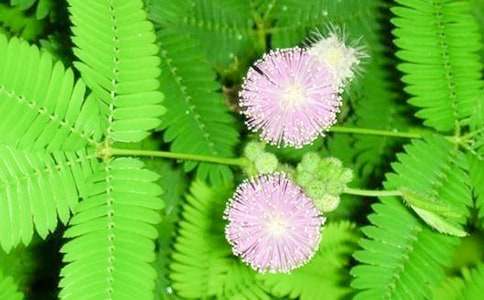 �ҵ�ֲ�����Ѻ��߲����Ļ��ܣ�15ƪ��