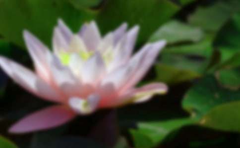 【必备】荷花的作文300字3篇