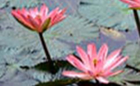 �ɻ����꼶���ļ���10ƪ