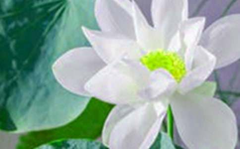 精选荷花二年级作文汇编5篇