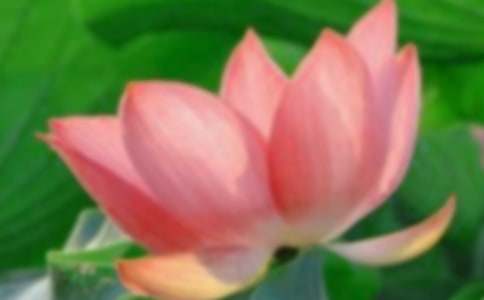 ���������ɻ����꼶����300�ֺϼ�ʮƪ