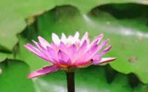 ���������ɻ������Ļ�����ƪ