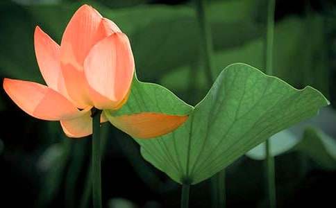 ���Ƽ������꼶�ĺɻ�����5ƪ