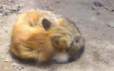 С�������ȵĻ�԰��˯ǰ����