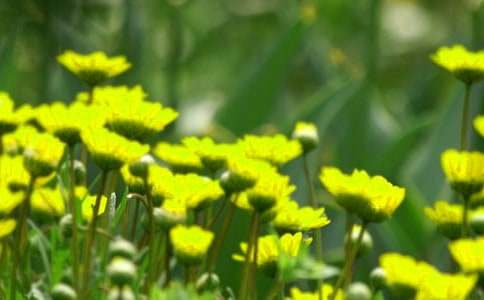 鸟是树的花朵阅读答案(推荐)