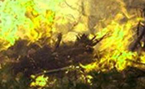 ������ɢ��Ӧ��Ԥ��