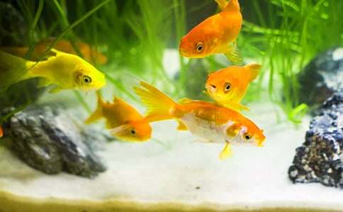 ��ʵ�á�С������꼶���ĺϼ���ƪ