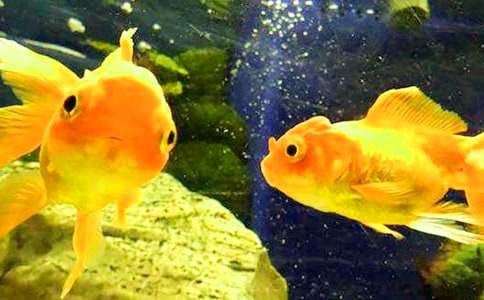 ���꼶�������Ľ���7ƪ