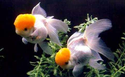 ʵ�õ�С������꼶���ĺϼ�6ƪ