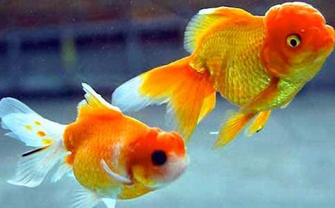 ʵ�õĿɰ�С������꼶������ƪ