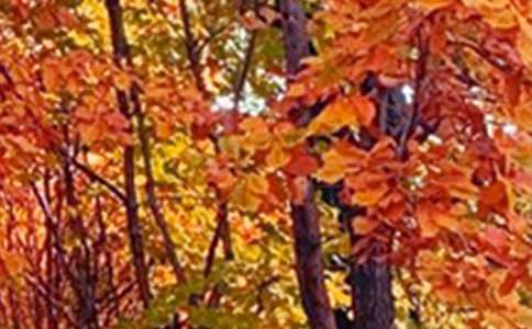 ��ѡ���꼶��ɫ�����Ļ���7ƪ