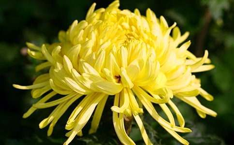 �ջ����꼶����(15ƪ)