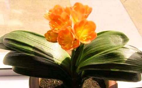 �ҵ�ֲ�����Ѿ���������(����15ƪ)