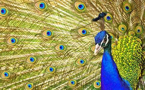 ����д�����ȸ