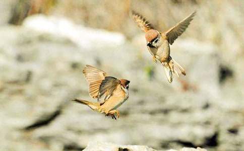 ����ȸ�������