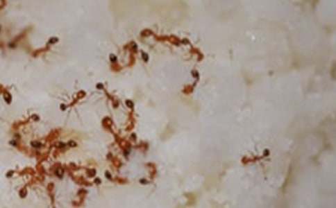 六年级作文:变形记蚂蚁