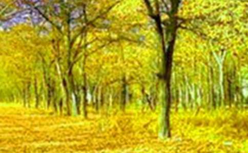 ���꼶�������ĺϼ�ʮƪ