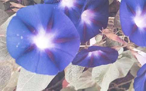 ��ѡǣţ��������4ƪ