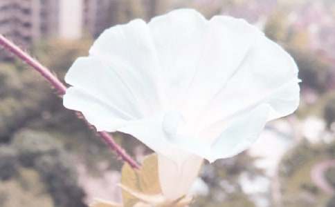 牵牛花作文三年级