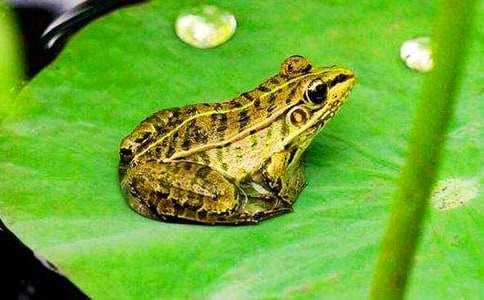 ���ڱ������ܶ��꼶���ĺϼ�6ƪ