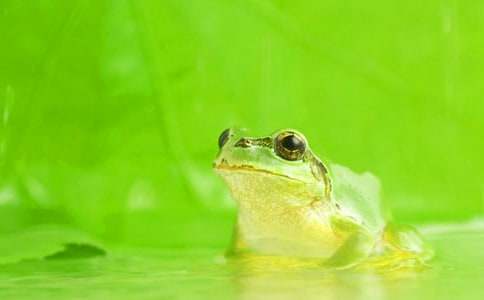 ��ѡ��������300����ƪ