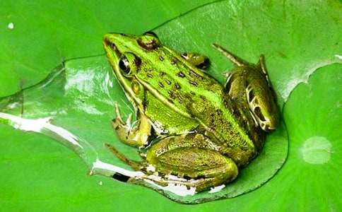 �����š��������꼶����4ƪ