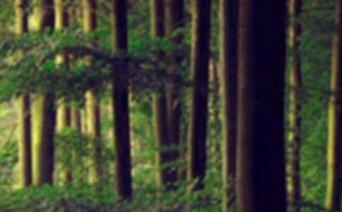 《奇幻森林》观后感(集合15篇)