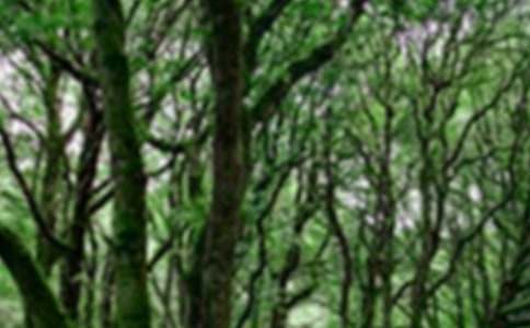 ɭ�ֲ�ԭ����Ӧ��Ԥ��