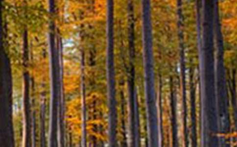 �����ɭ�֡��ۺ�м���15ƪ